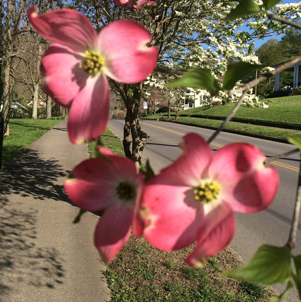 Meet your Posher, Deborah